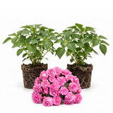 Red Double Impatiens Live Plant, 5-7 Inch Tall