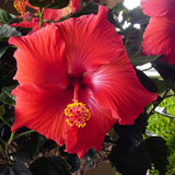 4 Full Red Hibiscus Live Plants, Flowering Shrub, 4-8 Inch Tall