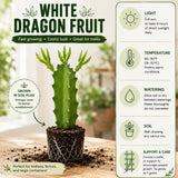 2 White Dragonfruit Live Plants, Dragon Fruit Live, 3-6 Inch Tall