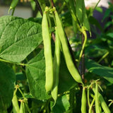 Green Bean Live Plants in 4" Pot, 3-6" Seedlings, Vegetable Starter Plants