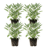 4 Random Salvia Sage Bushes, Bloom Plant, 4-6 Inch Tall