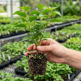 2 Raspberry Ice Bougainvillea Live Plants, Flowering Vine, 4-7 Inch Tall