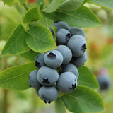2 Top Hat Live Blueberry Plants, Ready to Grow Plant, 4-7 Inch Tall