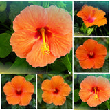Orange Hibiscus Live Plant, Home Garden Plant, 4-6 Inch Tall