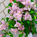 Set 2 Light Pink Bougainvillea Live Plant 5-7 Inch Tall