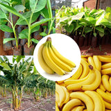 3 Grand Nain Banana Plant Live, Fruit Tree, 3-5 Inch Tall