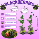 2 Juicy Blackberries Plant Live, Sweet Fruit, 4-7 Inch Tall