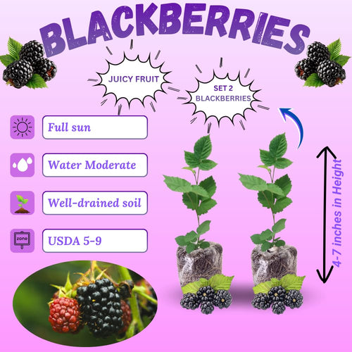 2 Juicy Blackberries Plant Live, Sweet Fruit, 4-7 Inch Tall