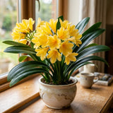 Yellow Clivia Live Plant, Indoor Plant, 6 Inch Pot