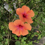 Orange Hibiscus Plant Live 5-7", in Pot