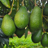 HASS Avocado Tree Plant Live, Nursery Grown Tree, 5-7 Inch Tall