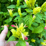 2 Variegated Live Shrimp Plants, Home Garden Plant, 4-7 Inch Tall