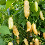 Pepper Chili Live Plant, Chili Plant, 4-7 Inch Tall, 4 Inch Pot
