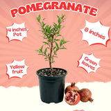 Pomegranate Tree Live Plant, Fruit Tree, 8-10 Inch Tall, 4 Inch Pot
