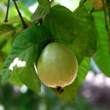 White Guava Tree Plant Live, Fruit Tree, 8-10 Inch Tall