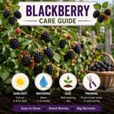 2 Arapaho BlackBerry Live Plants, Berry Bush, 4-7 Inch Tall