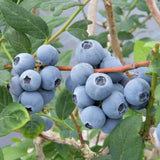 2 Springhigh Blueberry Plant Live, Blueberry Bushes Plant, 4-7 Inch Tall