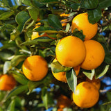 Valencia Orange Tree Live Plant, 1-2Ft Tall, Fruit Tree, 1 Gallon Potted