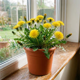 Yellow Dandelion Herb Live Plant, Edible Herb Flower Plant, 4-7 Inch Tall