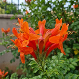Live Orange Honeysuckle Plant, 6-10 InchTall