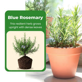 3 Rosemary Plants, Fragrant Herbs, Live Starter Plant, 4-6 Inch Tall