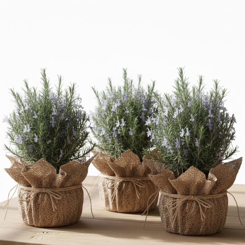 3 Blue Rosemary Plants Live, Starter Plant, 4-6 Inch Tall