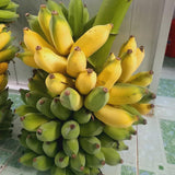 Kokopo Live Banana Plant, Hardy Garden Plant, 4-6 Inch Tall