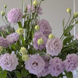 Lavender Lisianthus Plant, Eustoma Lisianthus Flowers in Plug, 3-5'' Tall