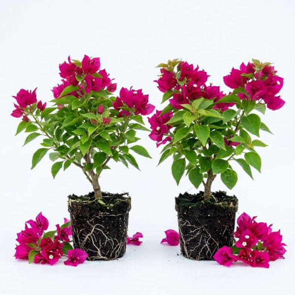 2 Pink Bougainvillea Live Plants, Tropical Flower Plant, 4-6 Inch Tall
