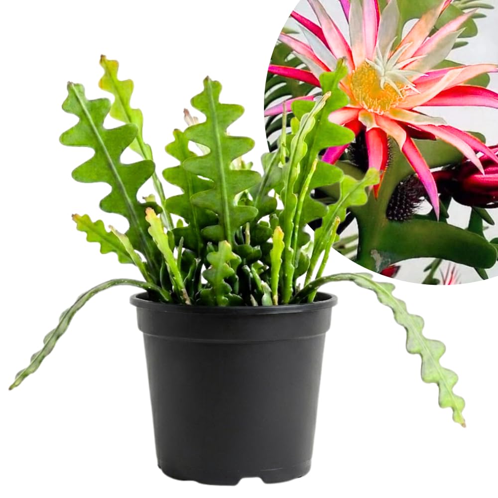 Fishbone Cactus Epiphyllum Live Plant, Houseplant, 2 Inch Pot