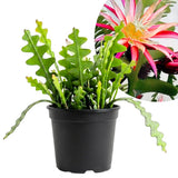 Fishbone Cactus Epiphyllum Live Plant, Houseplant, 2 Inch Pot