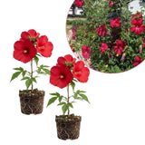 Pack 2 Bright Red Hibiscus Plant Live 4-7" Tall