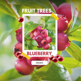 2 Pink Lemonade Blueberry Live Plants, Hardy Fruit Bush, 4-6 Inch Tall