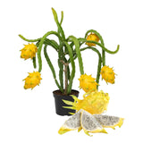 3 Yellow Dragon Fruit Plants Live, Fast Growing Fruit Cactus, 3-6 Inch Tall