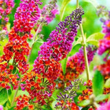 2 Random Buddleia Live Plants, 5-9" Butterfly Bush for Outdoor Gardens