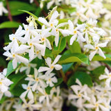 White Star Jasmine Vine Live Plant, 7-10 Inch Tall, 3 Inch Pot