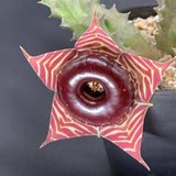 Lifesaver Starfish Zebrina Cactus Succulent Live Plants, Starter 2" Pot