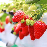 20 Red Strawberry Live Plants, Home Garden Plant, 3-5 Inch Tall