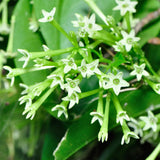 2 Night Blooming Jasmine Plants, Live Starter Plant, 4-6 Inch Tall