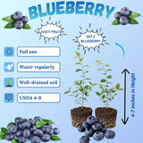 2 Misty Blueberry Plant Live, Blueberry Bushes Plant, 4-7 Inch Tall