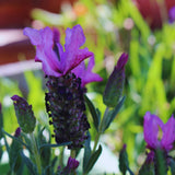 Spanish Lavender Plant Live, Fragrant Flower Plant, 3 Inch Pot