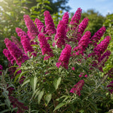 2 Raspberry Buddleia Live Plants, 5-9" Butterfly Bush for Outdoor Gardens