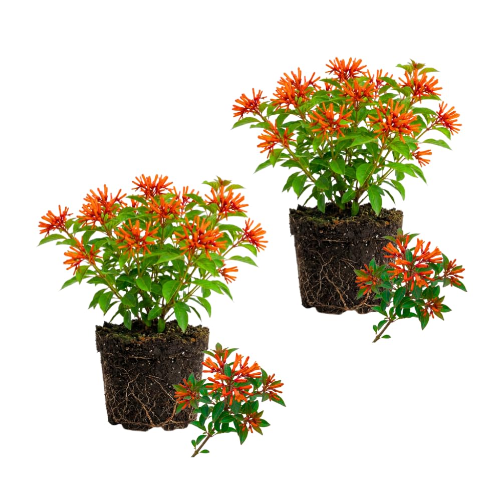 2 Dwarf Firebush Hamelia Live Plants, Hardy Flowering Shrub, 4-6 Inch Tall