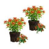 2 Dwarf Firebush Hamelia Live Plants, Hardy Flowering Shrub, 4-6 Inch Tall