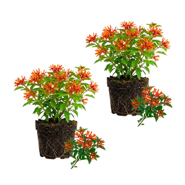 2 Dwarf Firebush Hamelia Live Plants, Hardy Flowering Shrub, 4-6 Inch Tall