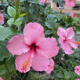 4 Light Pink Hibiscus Live Plants, Hibiscus Flower, Patio Container Plant, 4-8 Inch Tall