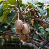 2 Hardy Kiwi Plants Live, Berry Vine Plant, 4-6 Inch Tall