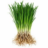 Set 3 Chives Roots for Planting, Garlic Chives Starter Plant