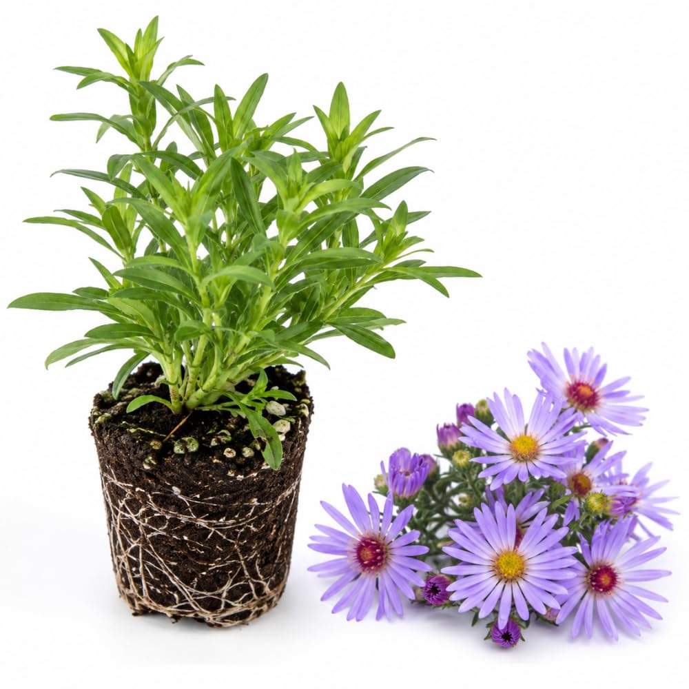Lilac Blue Aster Live Plant, Flowering Garden Plug, 3-5 Inches Tall