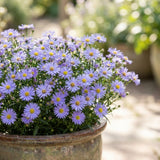 Lilac Aster Flower Plant, Live Perennial Plug with Blue Purple Blooms